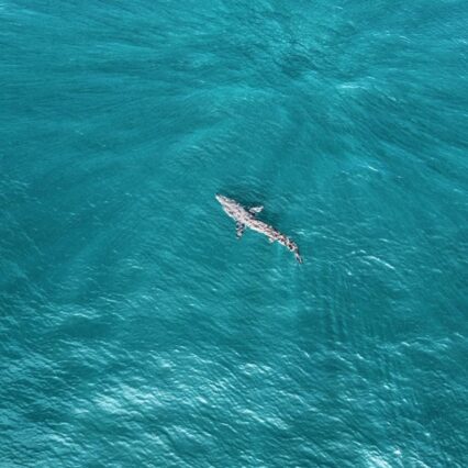 Dolphin in the water