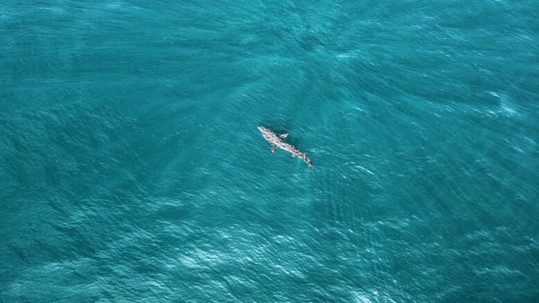 Dolphin in the water