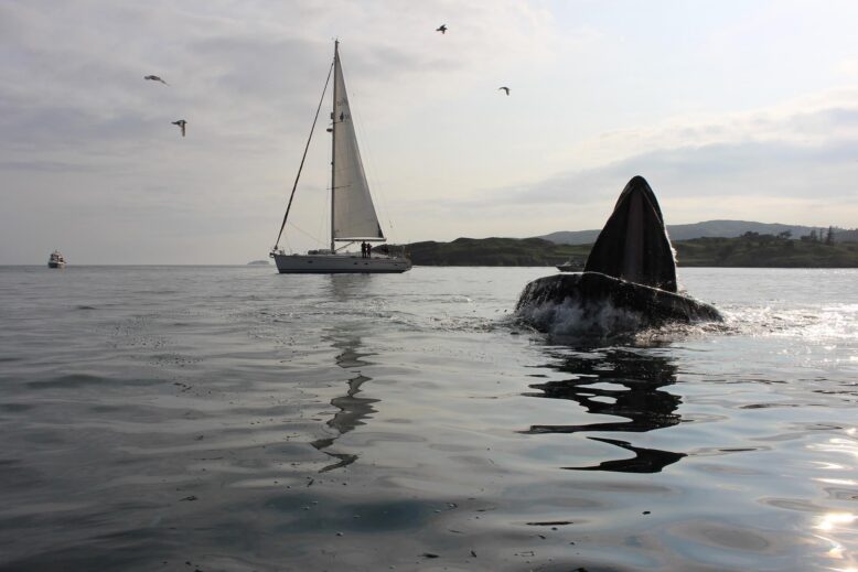 boat and a whale