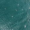 Birds at sea