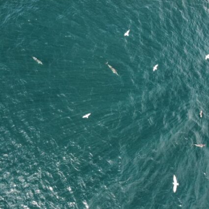 Birds at sea