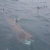 Picture of a whale at sea