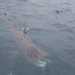 Picture of a whale at sea