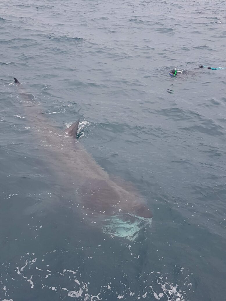 Picture of a whale at sea