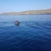 picture of a whale at sea