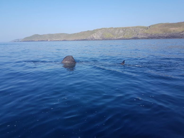 picture of a whale at sea