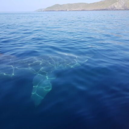 Whale at sea