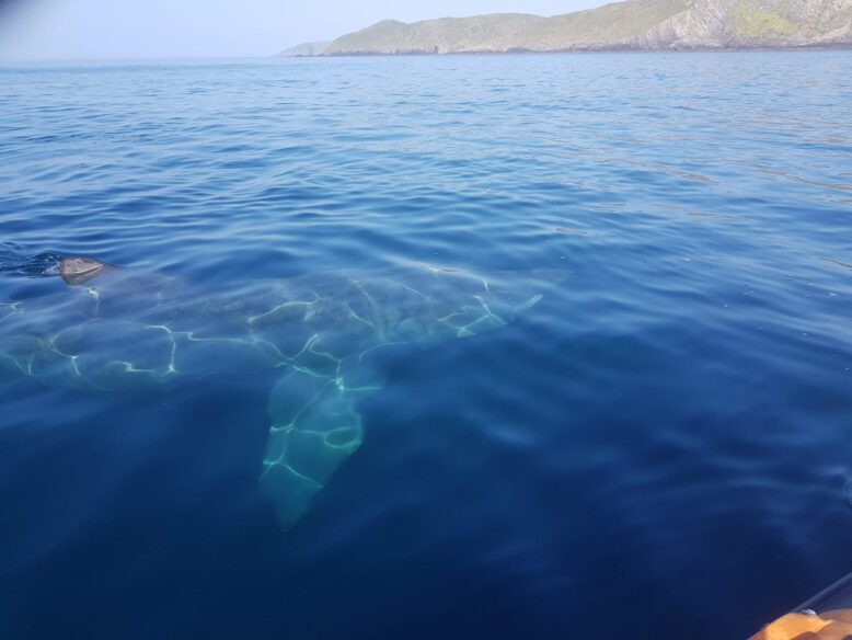 Whale at sea